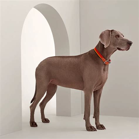 hermes dog bowl|hermes equestrian dog collars.